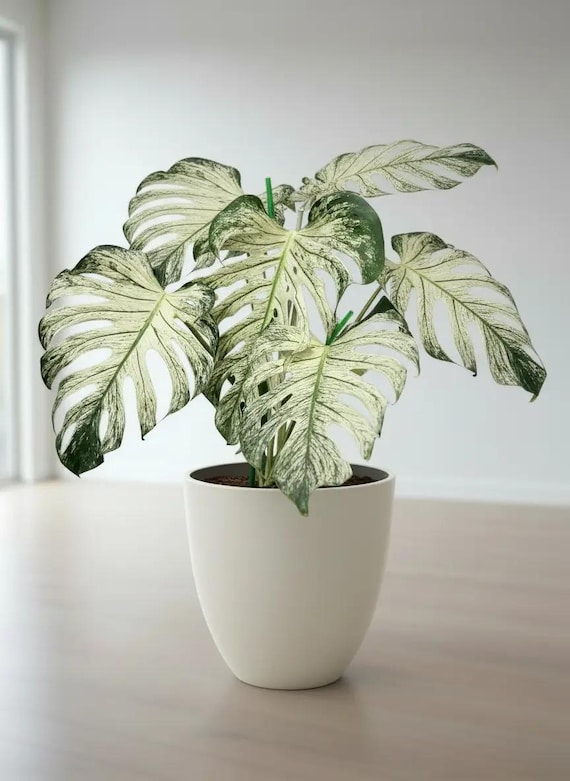 silver philodendron Philodendron pteropus aff. 'Silver' main image 0
