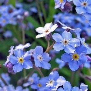 Blooms284 forget-me-not blue forgetmenot Flowers blue 30 seeds