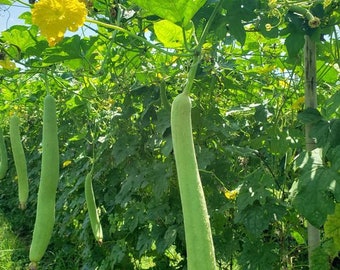 OS251 Luffa Concombre Éponge Concombre Concombre Graines De Légumes 5 Graines