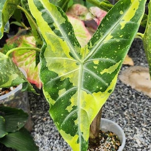 Alocasia odora variegata samen - Etsy.de