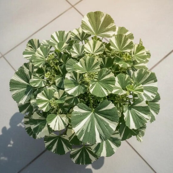 Blooms 1708 Ginkgo biloba variegata palm 2 seeds