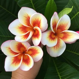 Melo203 Plumeria Fioideae Frangipani 1 Seeds