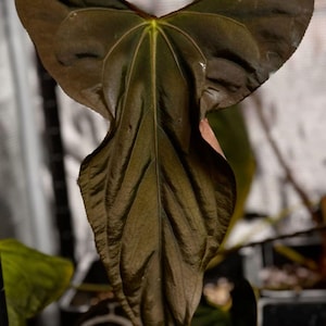 ginseng bonsai dünger Desktop Ficus Bonsai Delivered Tomorrow To NYC, NJ, CT, Boston, Providence,  Washington DC, Baltimore, Philadelphia, Princeton, Long Island, and Upstate  NY By Dahing Plants main image 1