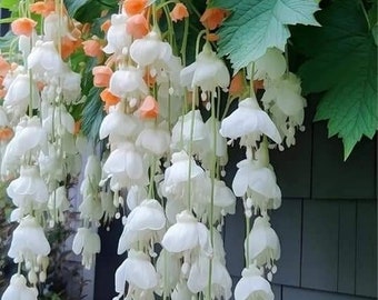 Blooms1229 begonia pendente Begonia Wepping piante pendenti 10 semi