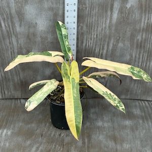 Philodendron atabapoense - Etsy 日本