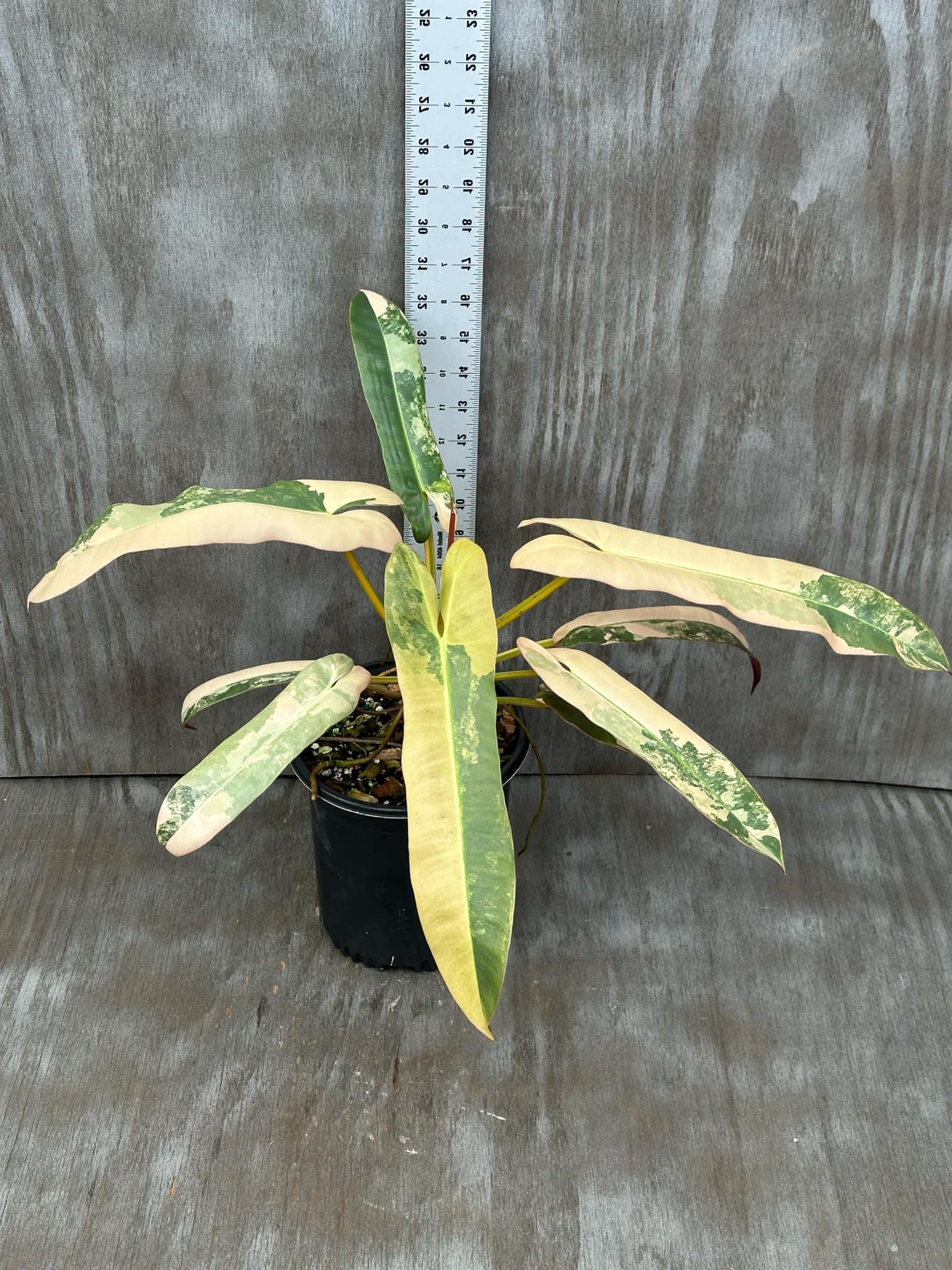 Philodendron atabapoense - Etsy 日本