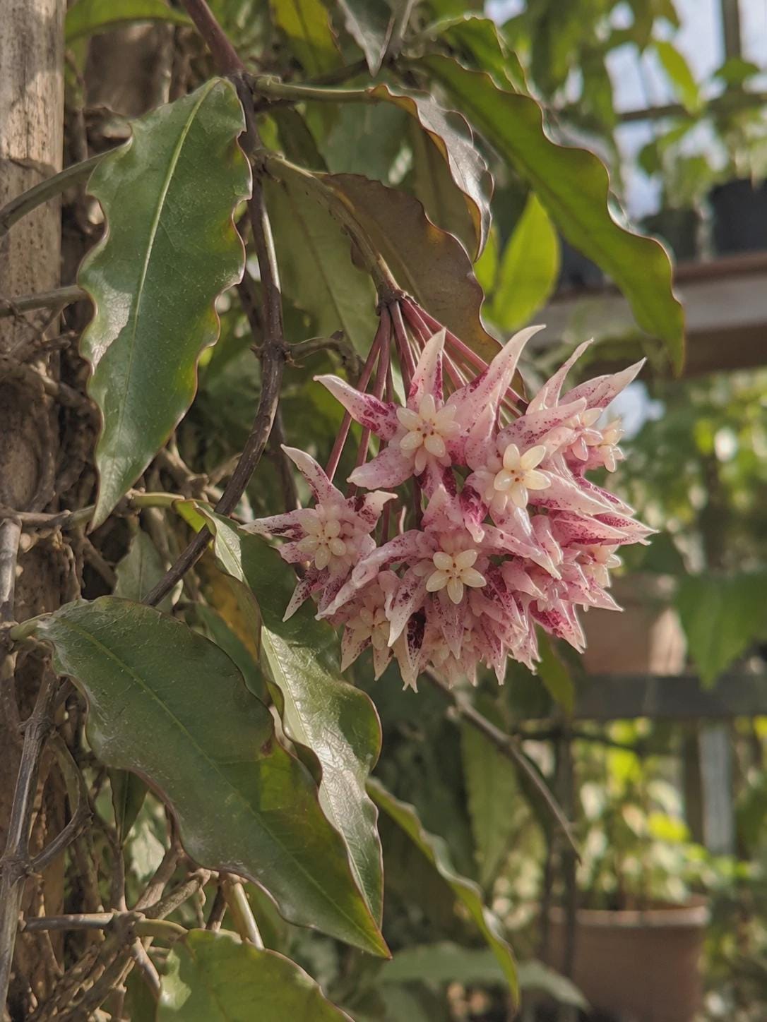 Hoya undulata - Etsy 日本