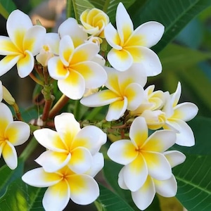 Puede incluir: Primer plano de un grupo de flores de plumeria blancas y amarillas. Las flores tienen cinco pétalos y un centro amarillo brillante. Las hojas son de un verde intenso, proporcionando un telón de fondo contrastante a las vibrantes flores. La imagen captura la belleza natural de las flores tropicales.