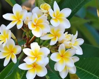 Melo612 Frangipanier blanc Plumeria Alpina blanc 2 graines