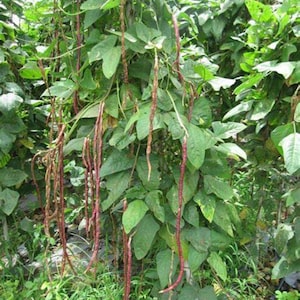May include: A close-up of a vibrant green bean plant with long, purple bean pods hanging from the vines. The plant is growing in a garden setting.