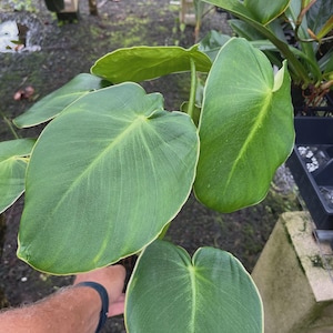 Philodendron rugosum - Etsy 日本