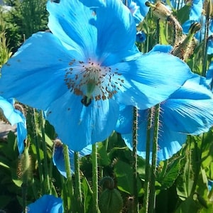 Melo463 Sky Blue Poppy Meconopsis betonicifolia 100 Seeds