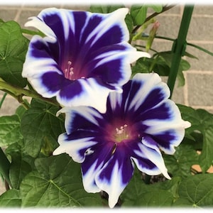 blooms1148 Climbing Flower Climbing Flower Morning Glory blue 10 Seeds Morning Glory