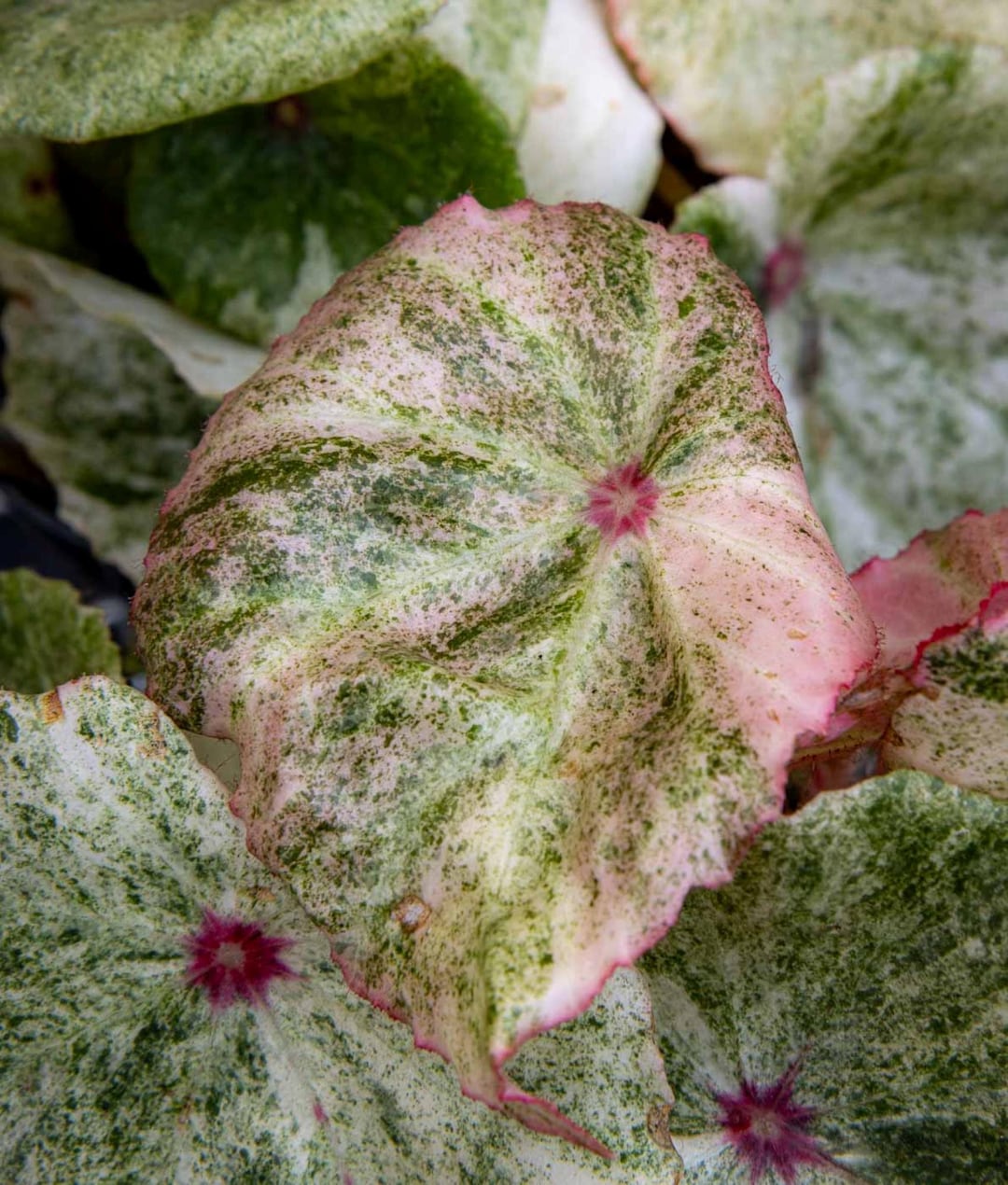 ◆ベゴニア◆【ルージュバリエガータ】 Blooms625 ベゴニア ルージュ バリエガタ ベゴニア ベゴニアの