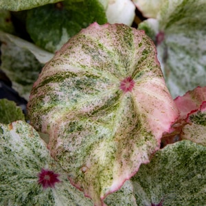 値下げ可能)ベゴニア　ルージュ　バリエガータベゴニア 観葉植物 大きな葉 Yahoo!オークション - KN ベゴニア 'ルージュ バリエゲイ