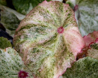 Blooms625 ベゴニア ルージュ バリエガタ ベゴニア ベゴニアの