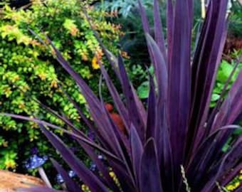 Melo386 Cordyline Australis versión morada hierba ornamental