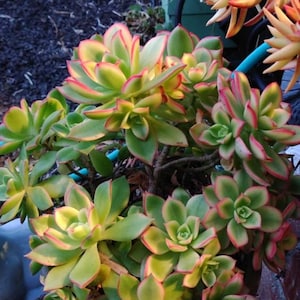 Aeonium phantom - Etsy 日本