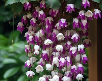 Melo1233 hanging begonia Begonia Wepping hanging plants 10 seeds