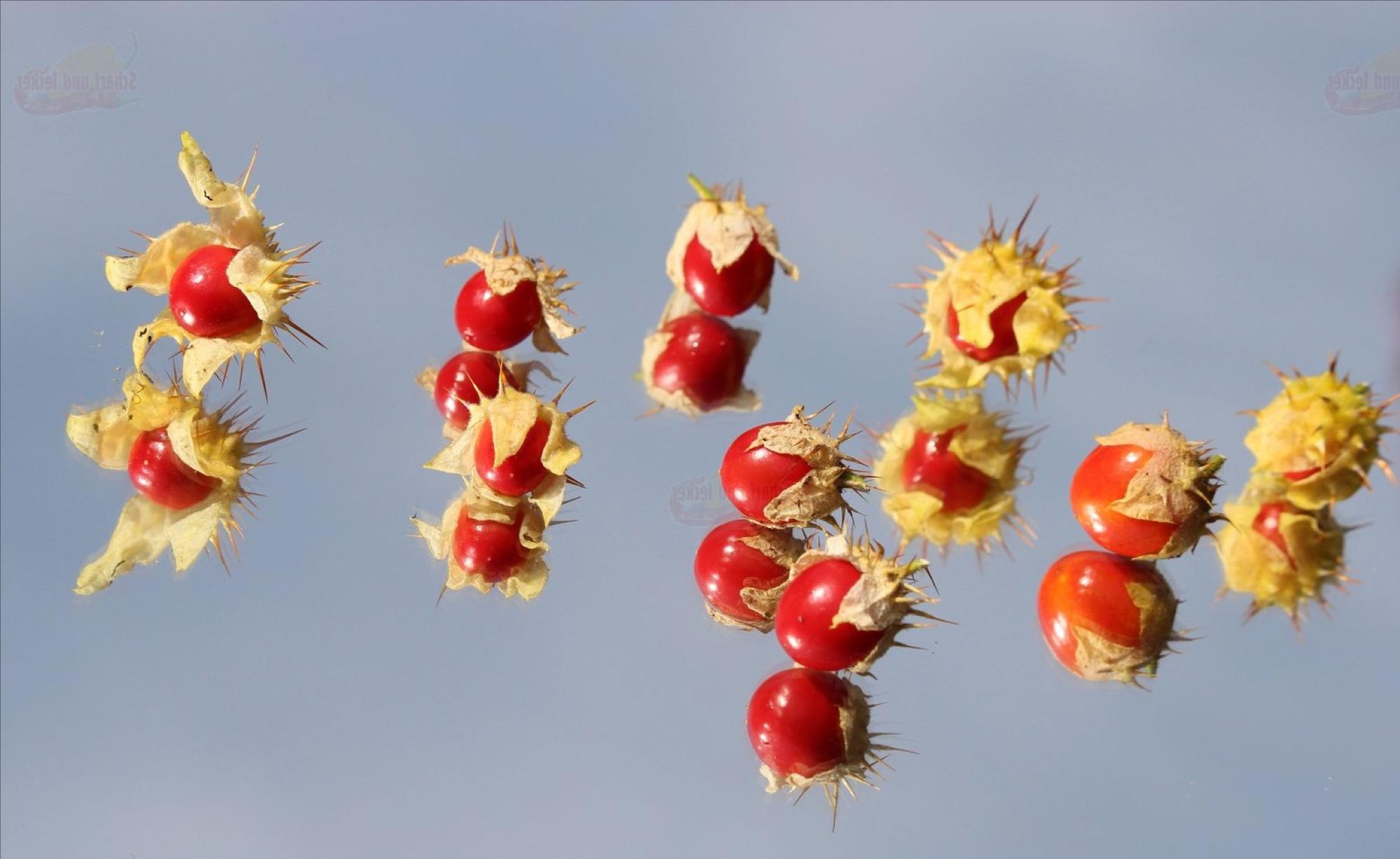Exotische Litschi Tomaten  Zimmerpflanzen Set, Essbar, Winterhart &  Pflegeleicht, Inkl. Samen Und Anleitung