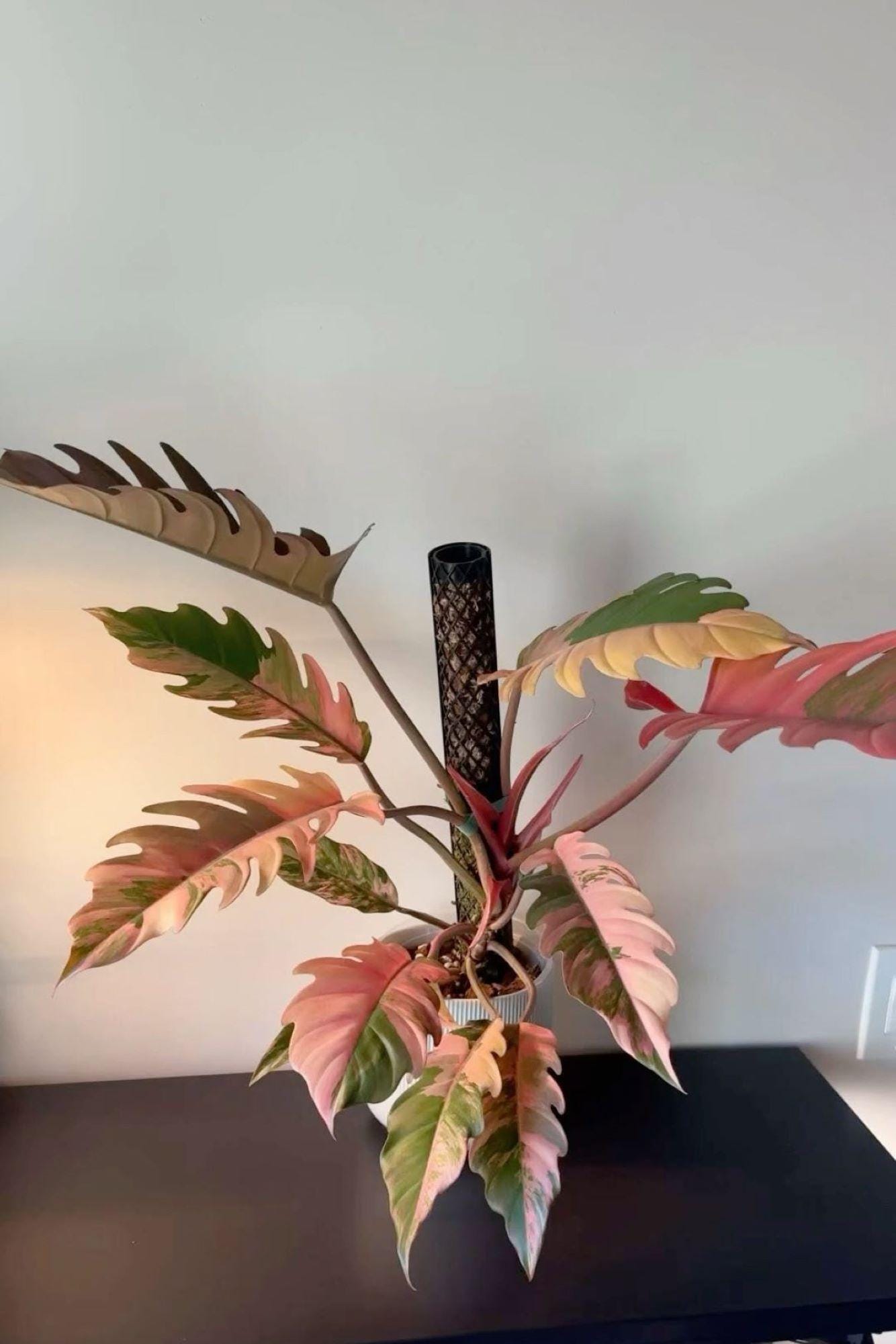 Caramel marble philodendron - Etsy 日本 Caramel marble philodendron - Etsy 日本