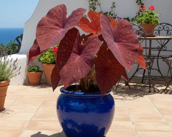 Melo55 Caladium Pink Symphony 5 Samen