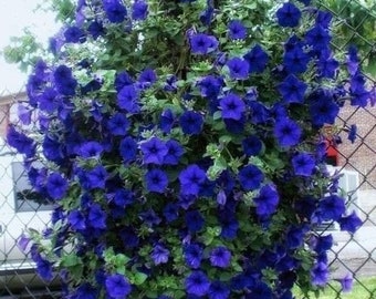 Melo1511 petunia azul cielo petunia colgante Petunia azul 10 semillas