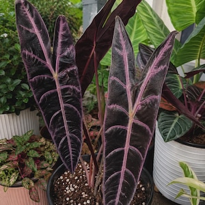 Alocasia watsoniana - Etsy 日本