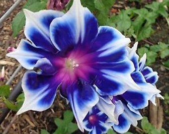 blooms1148 Fleur grimpante Fleur grimpante Morning Glory bleu 10 graines