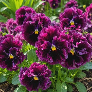 Op de afbeelding: Een groep gefranjerde viooltjes met dieppaarse en zwarte bloemblaadjes en een klein, felgeel hartje. De bloemen hebben golvende randen en worden omringd door levendig groene bladeren die uit donkere, vochtige aarde in een tuin groeien.