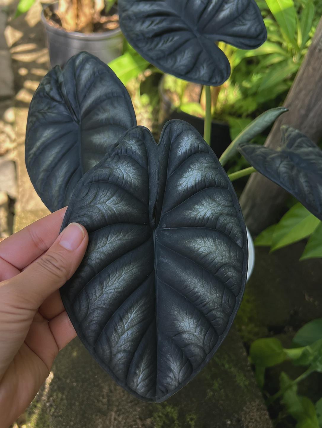 Colocasia redemption - Etsy 日本