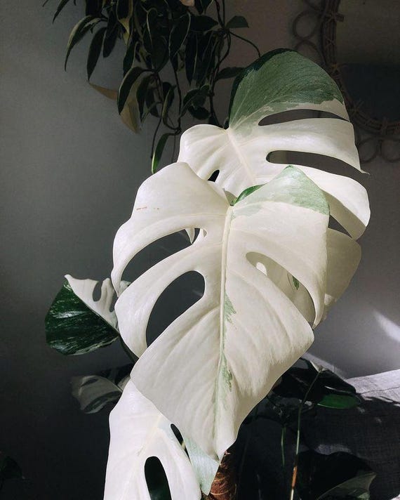Blooms1681 Monstera White Alba 3 Seeds Indoor Plants - Etsy Israel