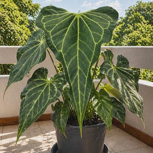 Anthurium portillae x - Etsy 日本