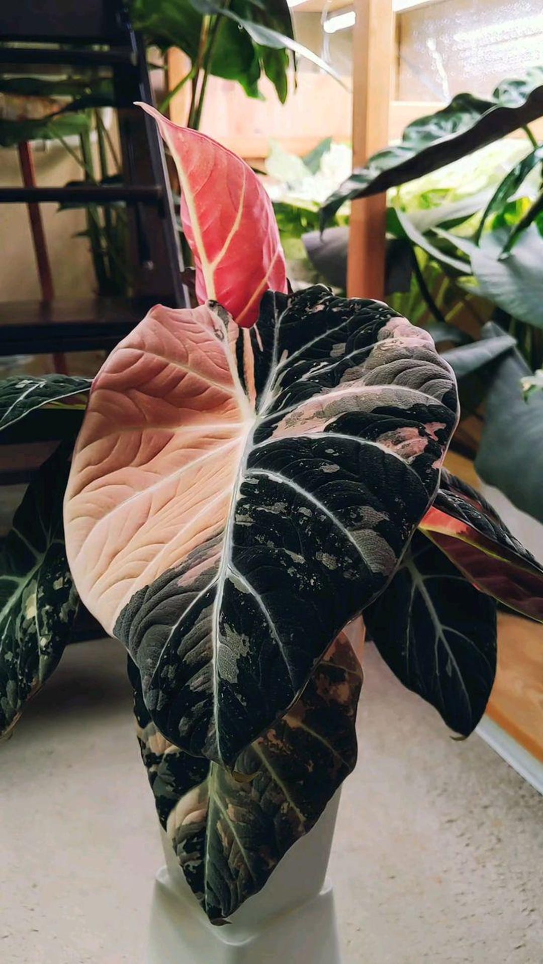 Alocasia Black Velvet Pink(TC) 【3】 Alocasia Black Velvet pink variegated 3” pot growers choice
