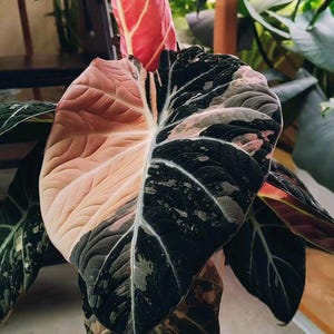 Alocasia black velvet pink variegated - Etsy 日本