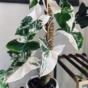 Op de afbeelding: Een bont wit en groene plant met grote bladeren die groeit in een witte keramische pot. De plant klimt omhoog langs een met mos bedekte paal.