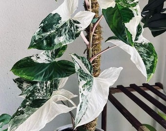 値下げ可能)ベゴニア　ルージュ　バリエガータベゴニア 観葉植物 大きな葉 ◇ベゴニア◇【ルージュバリエガータ】 - メルカリ