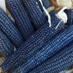 Puede incluir: Primer plano de un grupo de mazorcas de maíz azul. Las mazorcas están dispuestas en una cesta y tienen un color azul intenso.