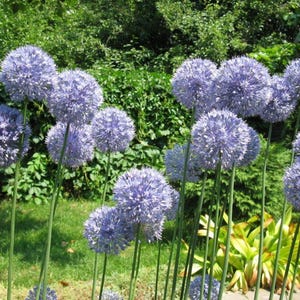 以下が含まれることがあります： 緑色の茎を持つ紫色の球状の花でいっぱいの花壇。花はさまざまな開花段階にあり、いくつかは完全に開いていて、いくつかはまだつぼみです。