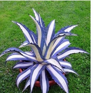 1636 Agave violet bleu Plante utile Plante d'intérieur 3 graines
