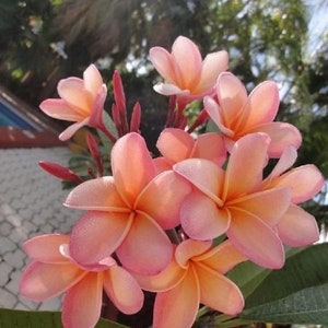 Melo209 Plumeria Fioideae Frangipani 1 Samen