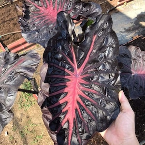 Colocasia pink - Etsy 日本