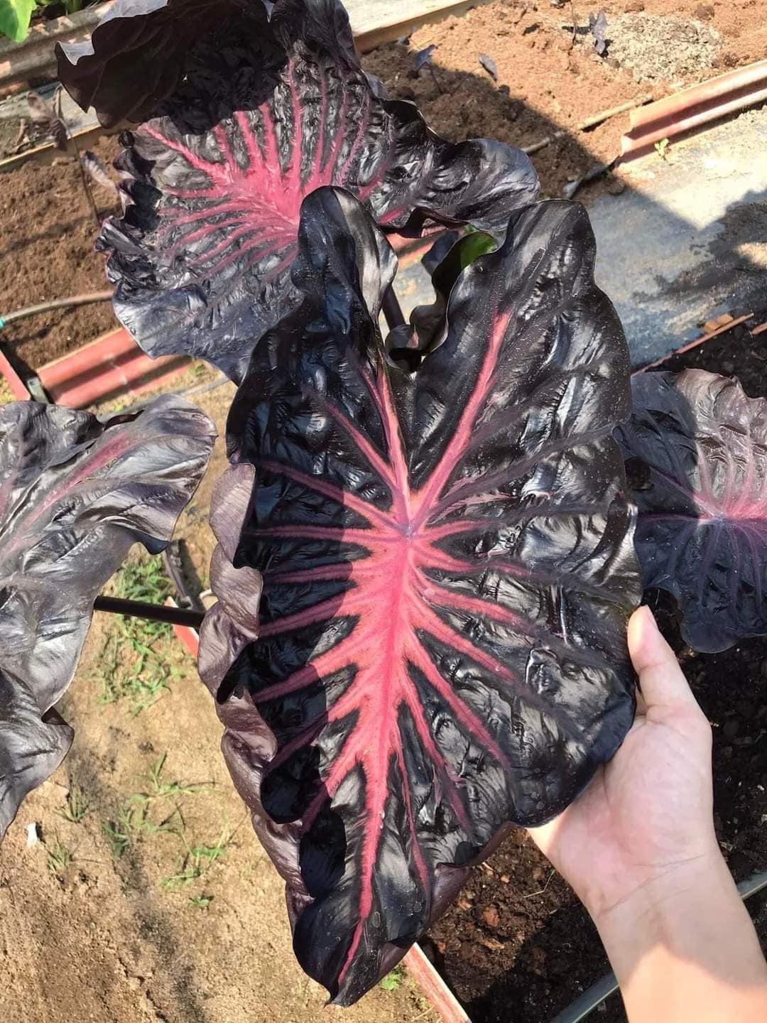 Colocasia pink - Etsy 日本
