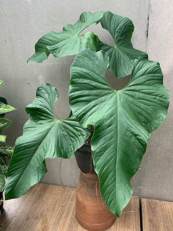 Blooms2973 Anthurium Balaoanum Anthurium Seeds 3 Seeds - Etsy Canada