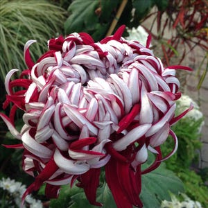 Melo1656 grande fleur de Chrsyanthemum Bicolor 10 graines