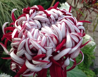 Melo1656 flor grande de Chrsyanthemum Bicolor 10 semillas