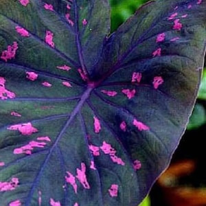 Puede incluir: Una hoja grande en forma de corazón con un fondo morado oscuro y verde y manchas rosadas.