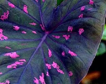 Melo1493 Caladium Caladium Mosaic 3 seeds