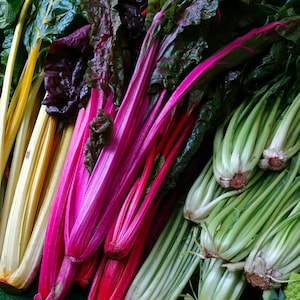 Könnte beinhalten: Nahaufnahme von buntem Mangold. Das Bild zeigt lebendige Stiele in Gelb-, Rosa- und Grüntönen mit dunkelgrünen und violetten Blättern. Das frische Gemüse ist eng aneinander angeordnet und hebt die natürlichen Farben und Texturen hervor.