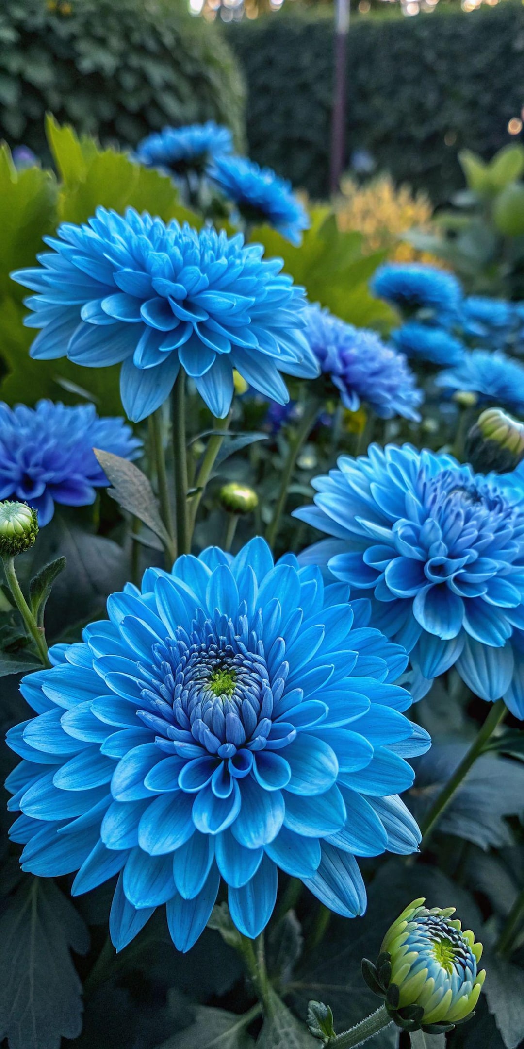 Blooms2231 Blue Dahlia Dahlia Blue 5 Seeds Seeds - Etsy Canada